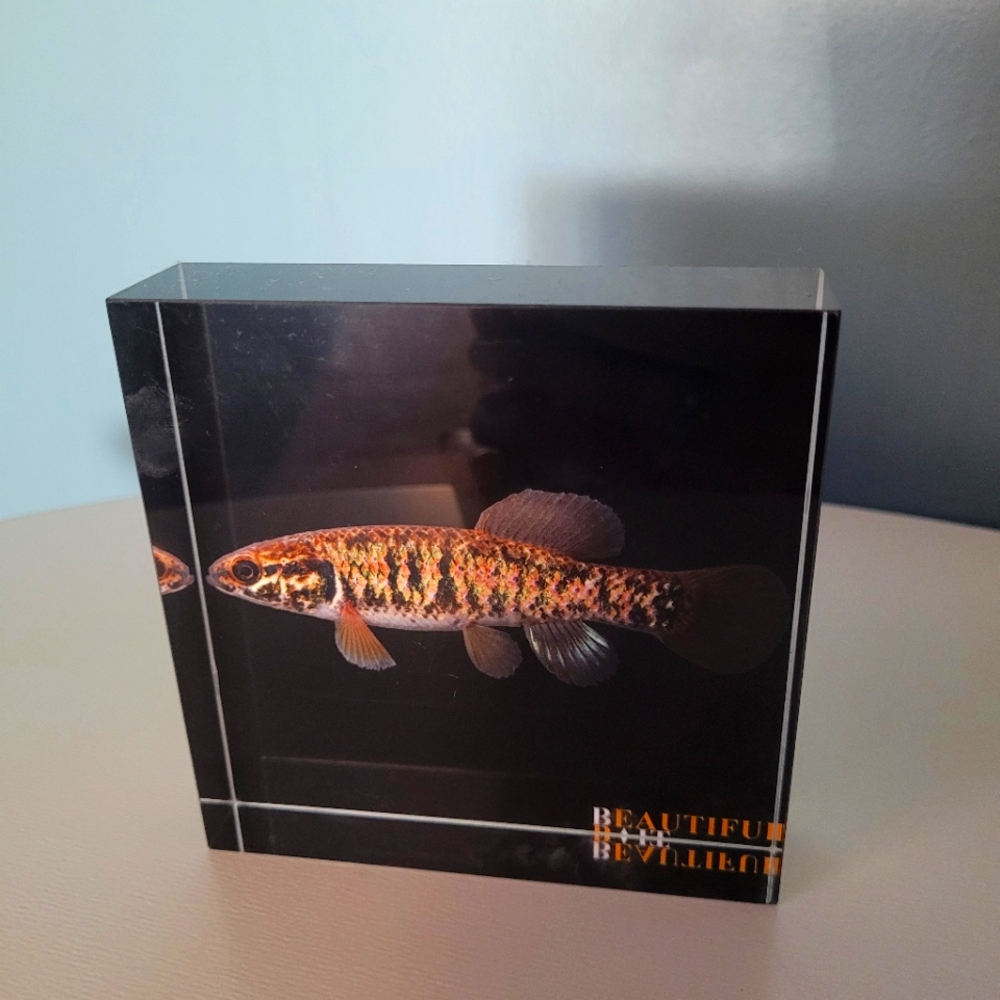 3D Acrylic cube home decor fish decor